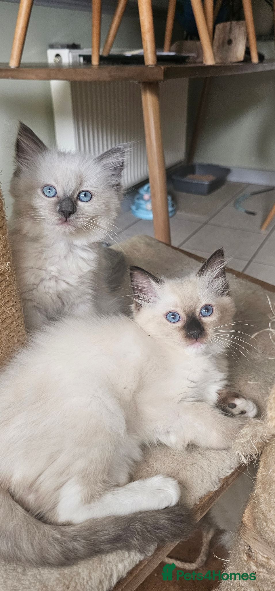 Ragdoll cats 2 beautiful Ragdoll girls 🩷🩷 - Advert 1