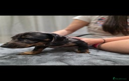 Dachshund dogs for sale: Beautiful puppies - Image 7