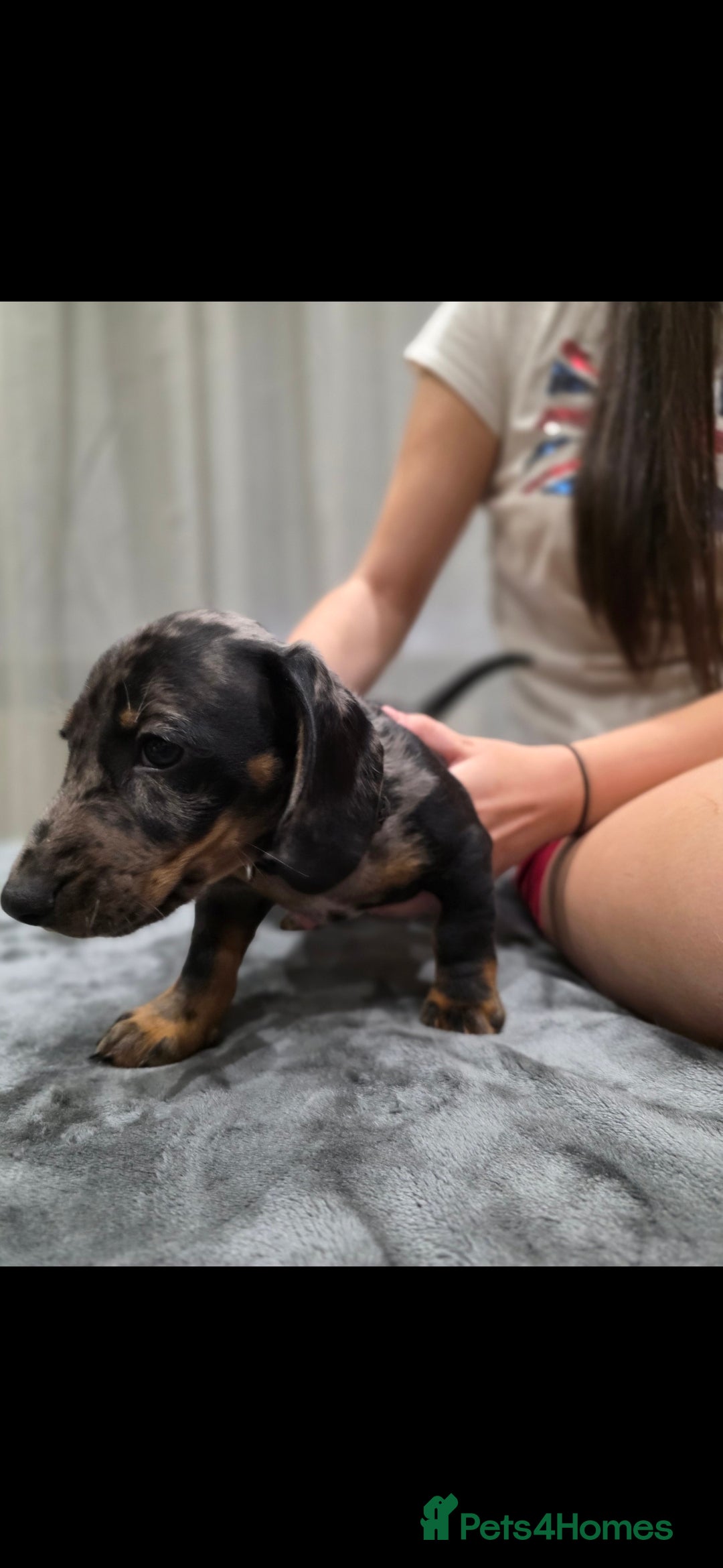 Dachshund dogs for sale: Beautiful puppies - Image 7