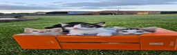 Mixed Breed cats for sale: Ready to leave - 6 Gorgeous Kittens - Advert 2