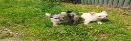 Chihuahua dogs for sale: Tiny tiny chihuahua girls  for sale  - Advert 12