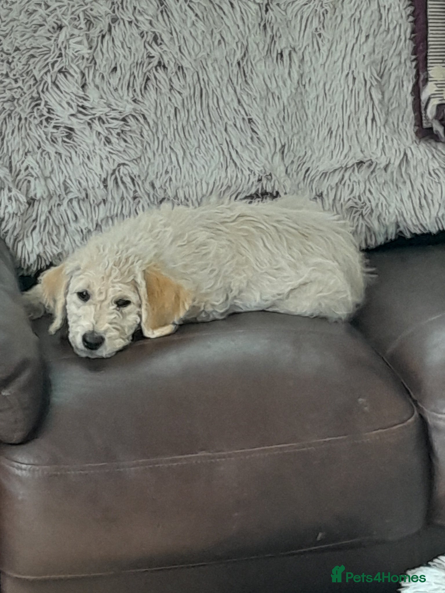 Goldendoodle dogs Goldendoodle puppies for sale - Advert 9