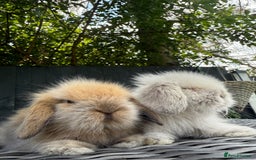 Mini Lion Lop rabbits for sale: Mini Lion Lop **Waiting List Now Open** - Image 9