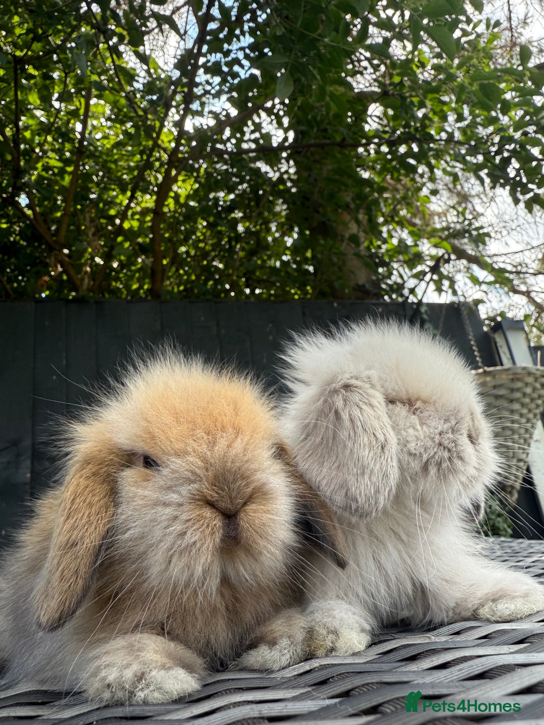 Mini Lion Lop rabbits for sale: Mini Lion Lop **Waiting List Now Open** - Image 9