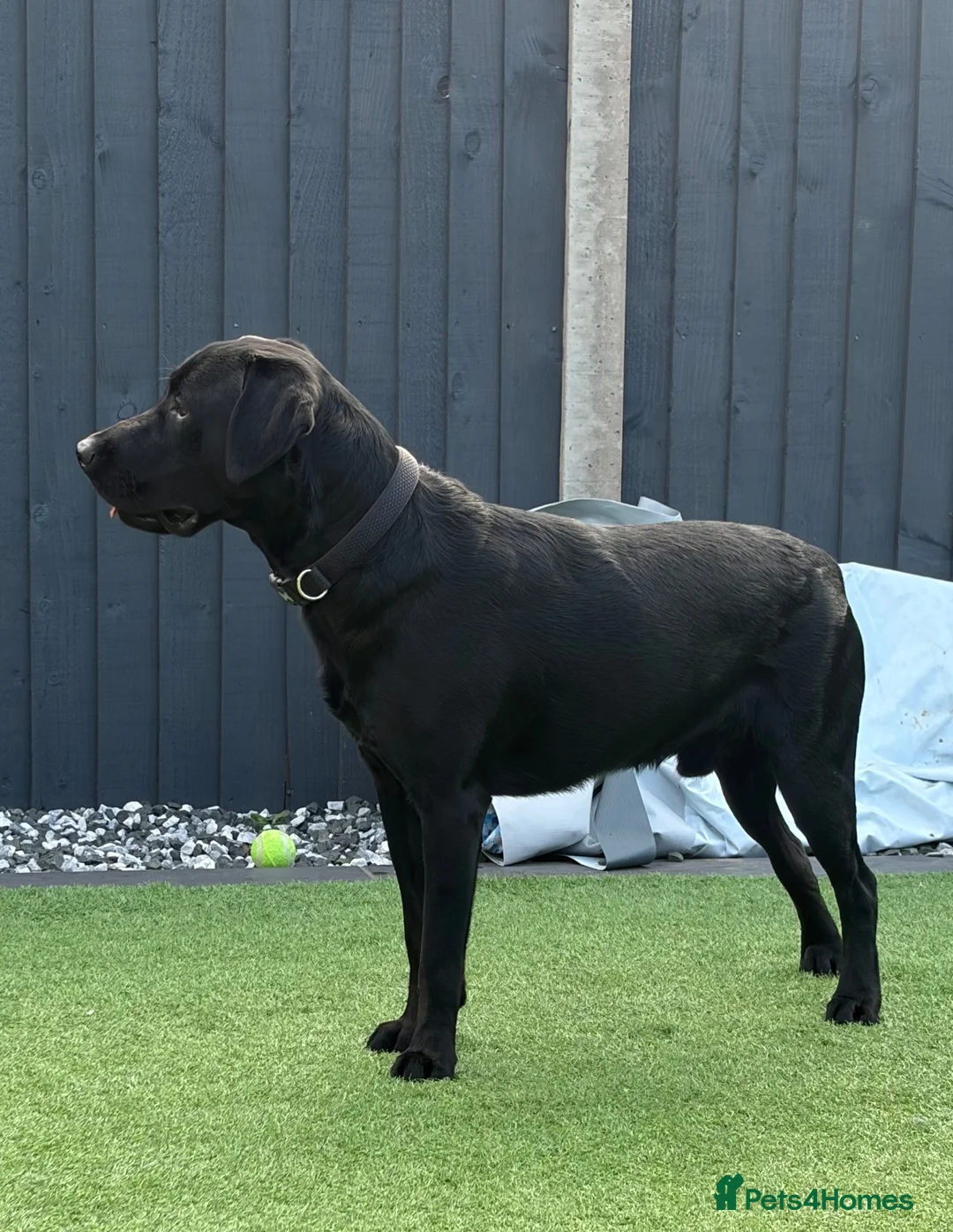 Labrador Retriever dogs for sale: 11 month old Labrador 🐾 in Norwich - Advert 5