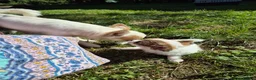 Chihuahua dogs for sale: Stunning Long-Haired Chihuahua Puppies in Guildford - Advert 22