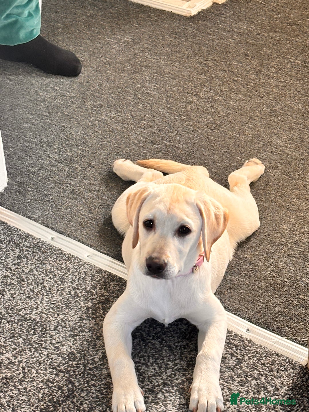 Labrador Retriever dogs for sale: Labrador Retriever - Bella  - Advert 5