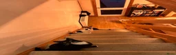 Mixed Breed cats for sale: 4 siblings need re homing  in Spennymoor - Advert 4