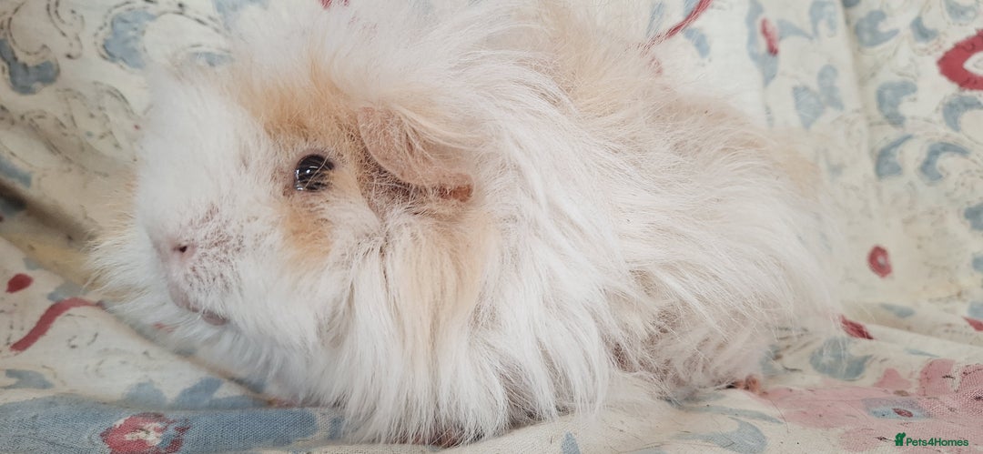 Guinea Pig rodents for sale: BABY GUINEA PIGS AVAILABLE HEREFORDSHIRE  - Image 27