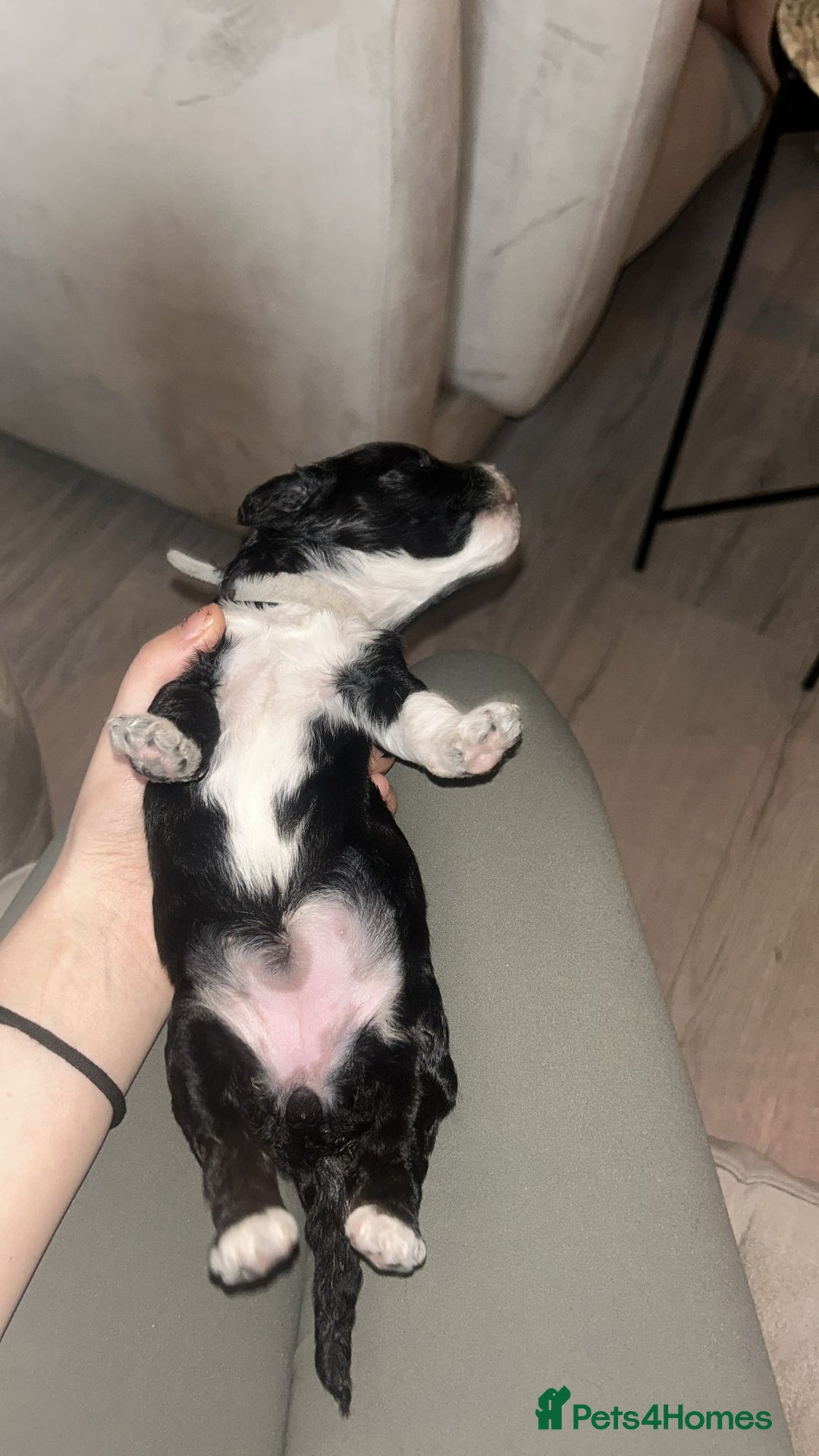 Cockapoo dogs for sale: F1 Cockapoo Puppies – 6 Newborn Pups - Advert 8