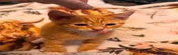 Mixed Breed cats for sale: Kittens  Domestic short hair in Worcester - Advert 34