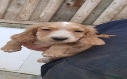 Cocker Spaniel dogs for sale: beautiful tri coloured working cocker spaniels  - Image 13