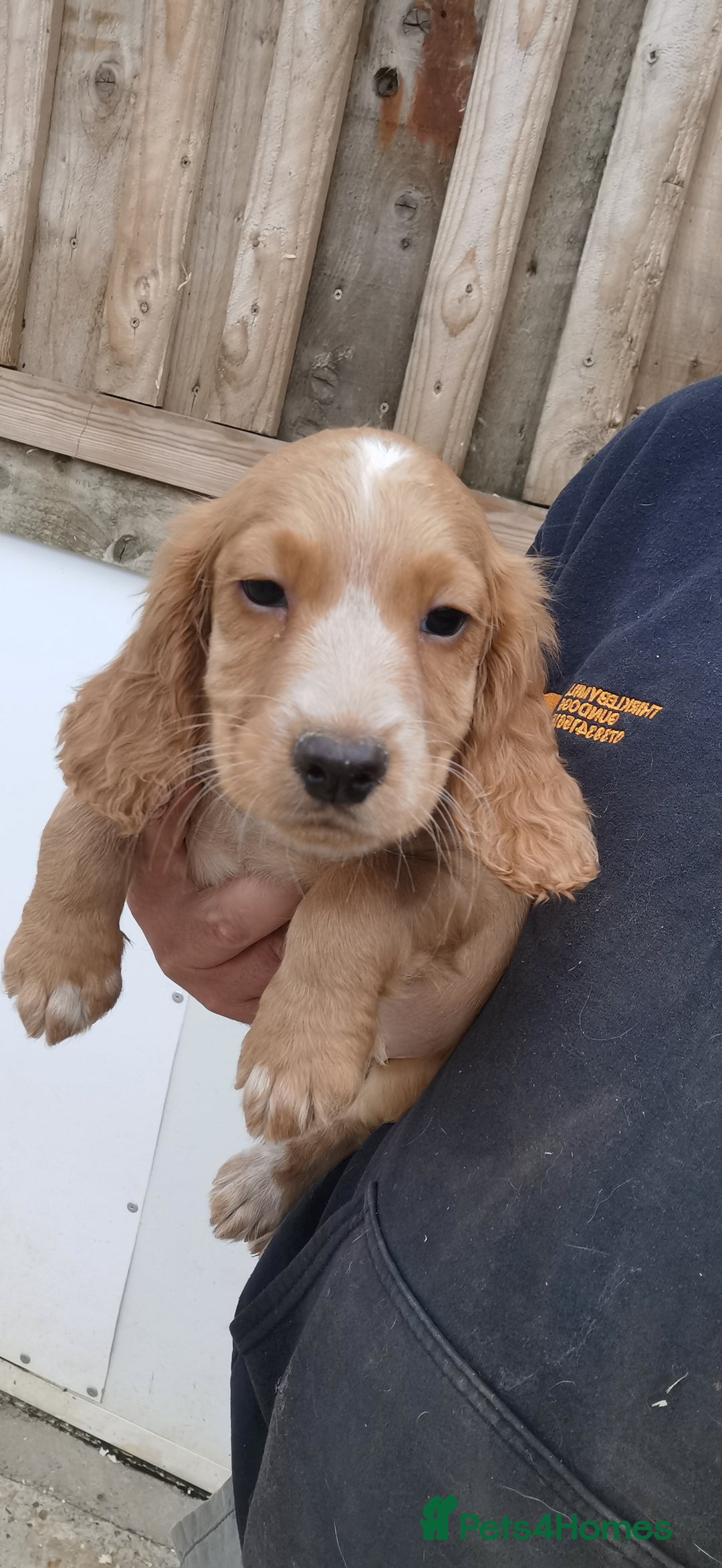 Cocker Spaniel dogs for sale: beautiful tri coloured working cocker spaniels  - Image 13