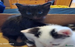 European cats for sale: M9 4ED in Manchester - Image 1