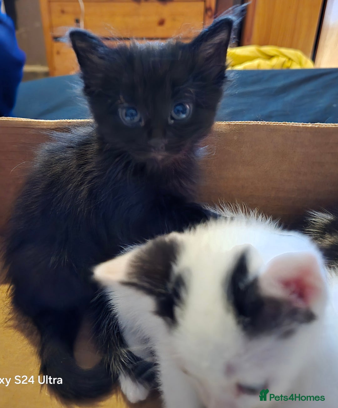 European cats for sale: M9 4ED in Manchester - Image 1