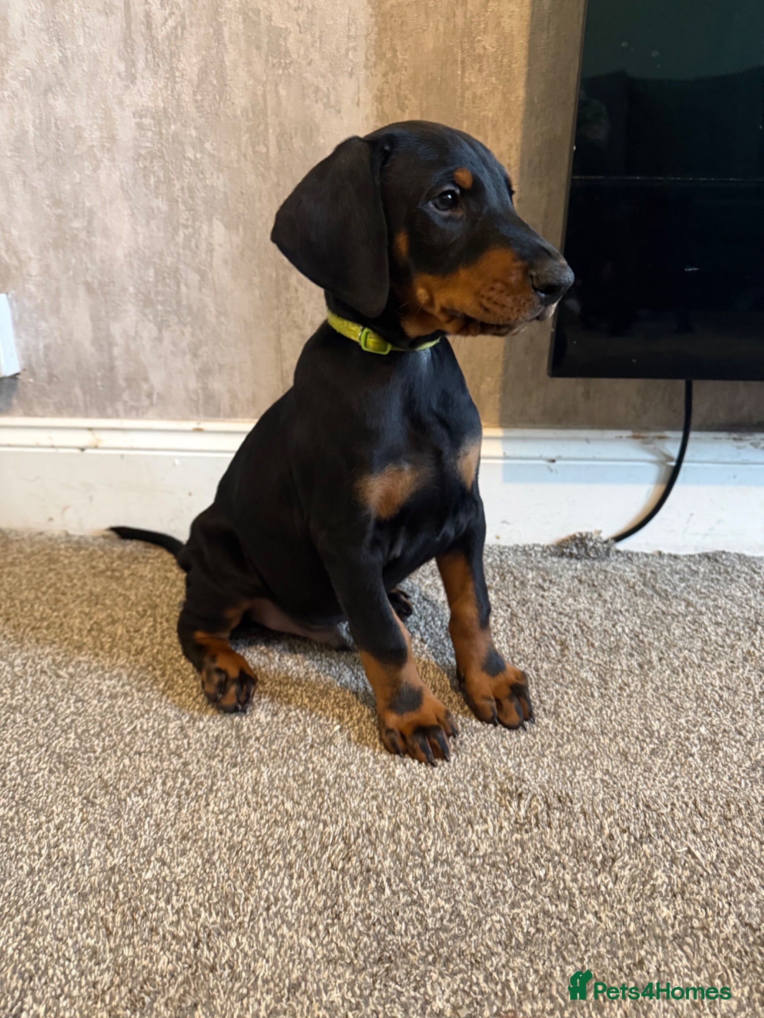Dobermann dogs Dobermans for sale - Advert 18