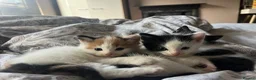 Mixed Breed cats for sale: Adorable Fluffballs looking for loving new homes - Advert 2