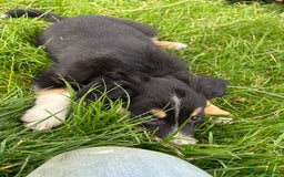 Border Collie dogs for sale: ⭐️ Border Collie Puppies ⭐️ - Image 4