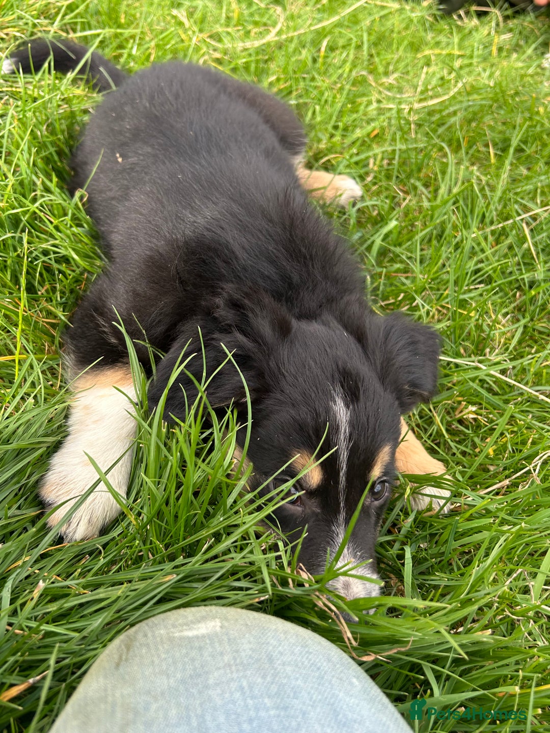 Border Collie dogs for sale: ⭐️ Border Collie Puppies ⭐️ - Image 4