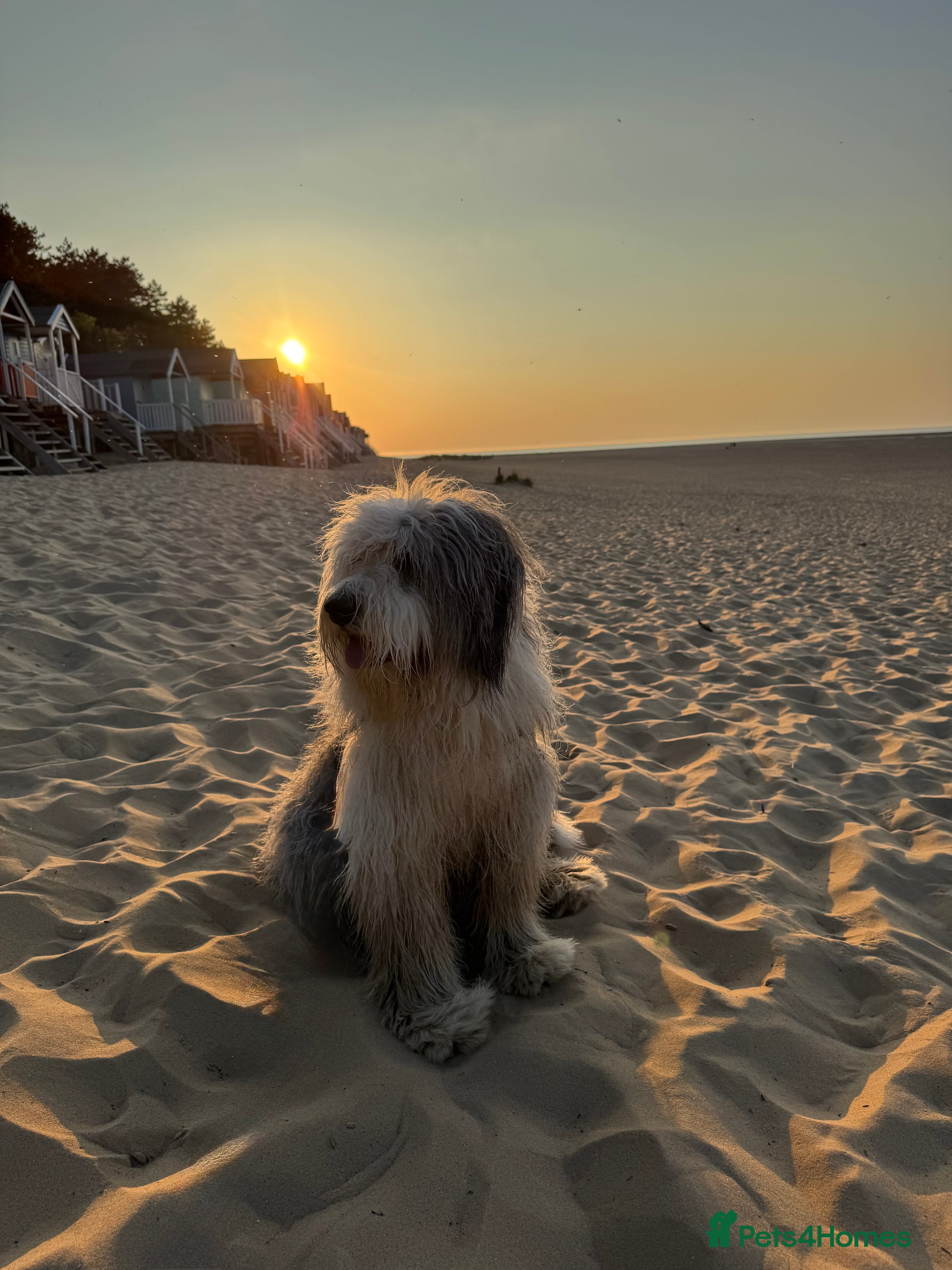 Old English Sheepdog dogs Outstanding OES stud dog  - Advert 3