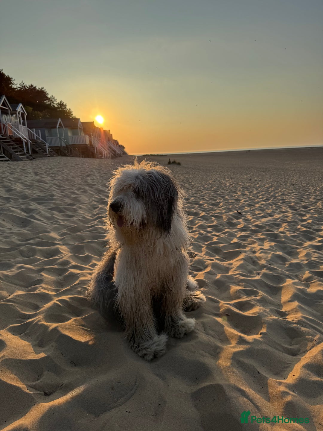 Old English Sheepdog dogs for stud: Outstanding OES stud dog  - Advert 1