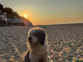 Old English Sheepdog dogs Outstanding OES stud dog - Advert 3