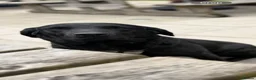 Labrador Retriever dogs for sale: Black chunky Labrador puppies  - Advert 3