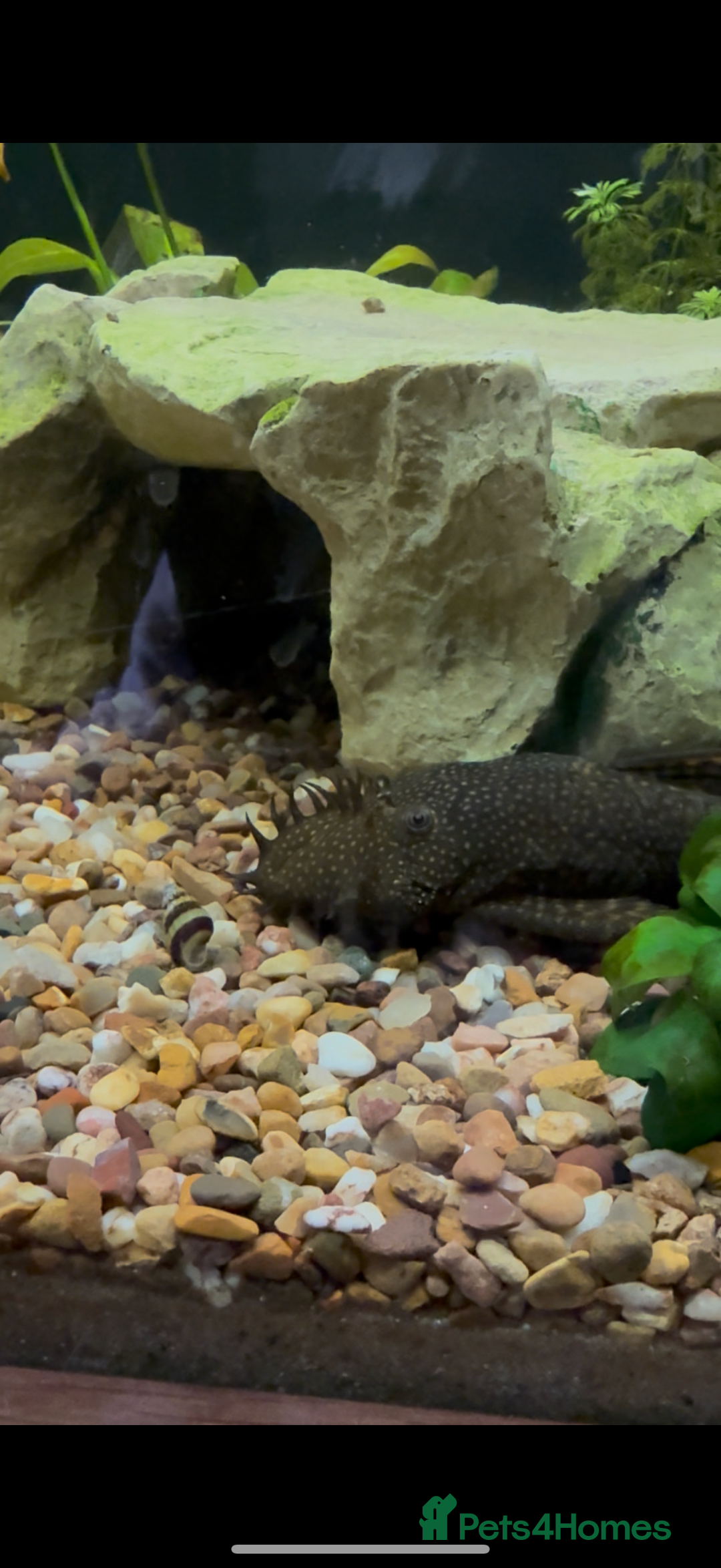 Plecos fish for sale: Plec the Pleco needs a home - Image 2