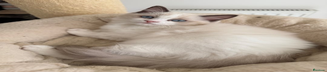 Ragdoll Kitten 3