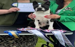 Boston Terrier dogs for stud: Champion Wildax Schubert offered at stud  - Image 2