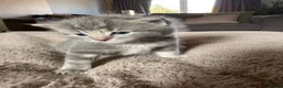 Domestic Shorthair cats for sale: STUNNING KITTENS  in Bristol - Advert 10