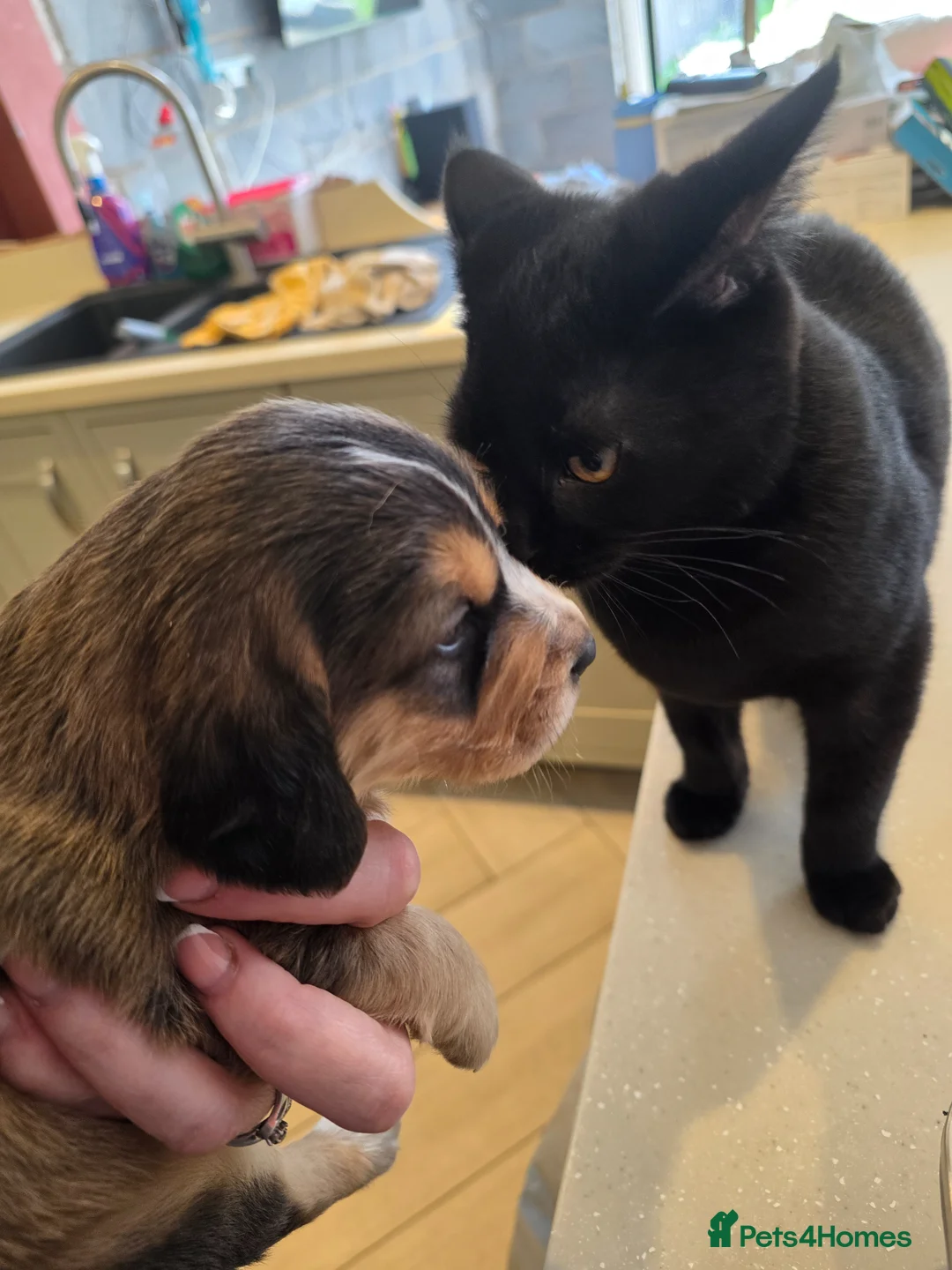 Cockerdor dogs for sale: Beautiful Cockador Sable Puppies Ready 22nd of May in ELY - Advert 2