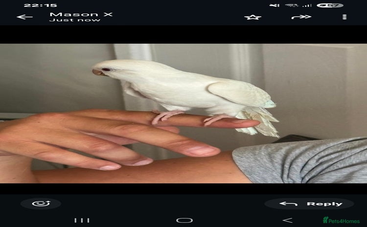 Parrots birds - Advert 2