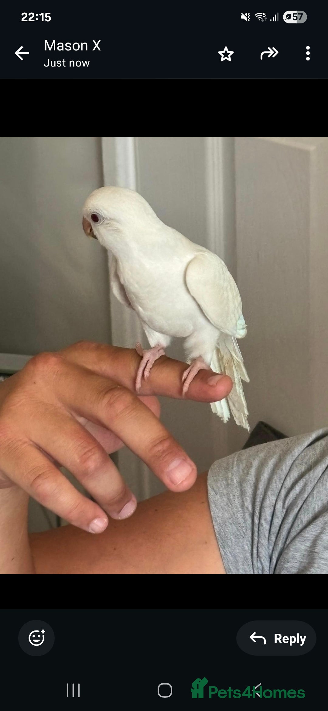 Parrots birds for sale: albino Quaker parrot - Image 1