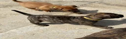 Presa Canario dogs for sale: 7 Gorgeous Chunky Presa Canarios For Sale - Advert 3