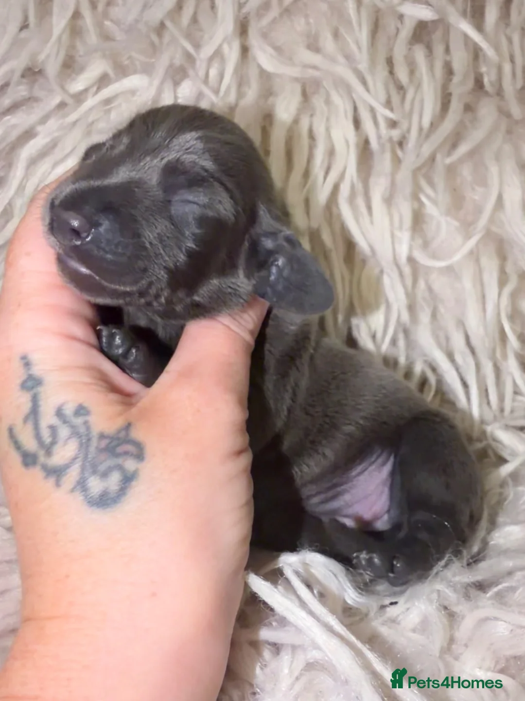 Miniature Dachshund dogs for sale: Beautiful KC Registered Miniature Dachshund Pups  - Advert 2