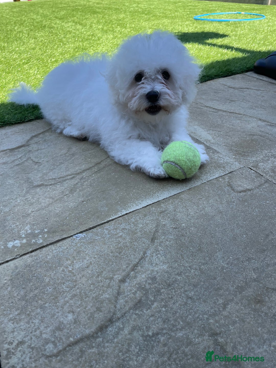 Bichon Frise dogs for sale: 18 week old Bichon Frise boy for sale. CHEAP! - Image 6