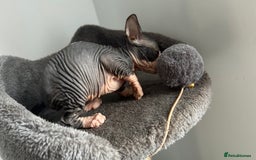 Sphynx cats for sale: Amazing colour Sphynx - Image 27