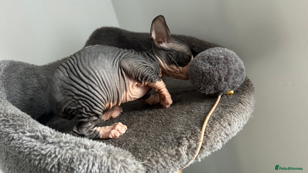 Sphynx cats for sale: Amazing colour Sphynx - Image 27