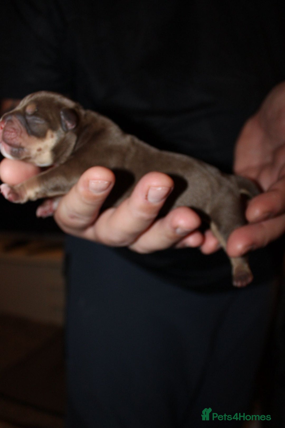 American Bully dogs for sale: ABKC best bloodline Ready to go Pocket Bully  - Advert 12