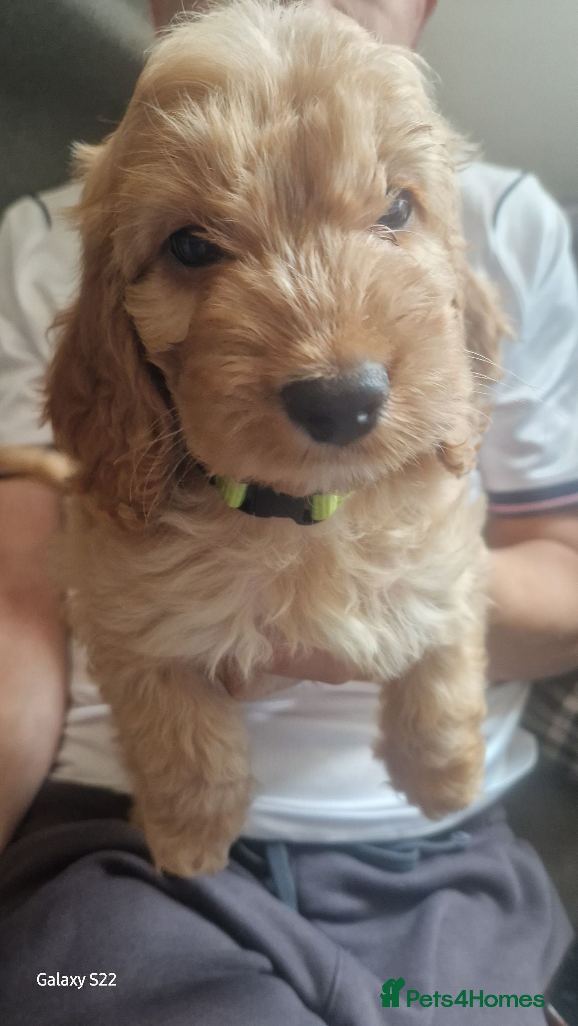 Cockapoo dogs 2 boys available  - Advert 2