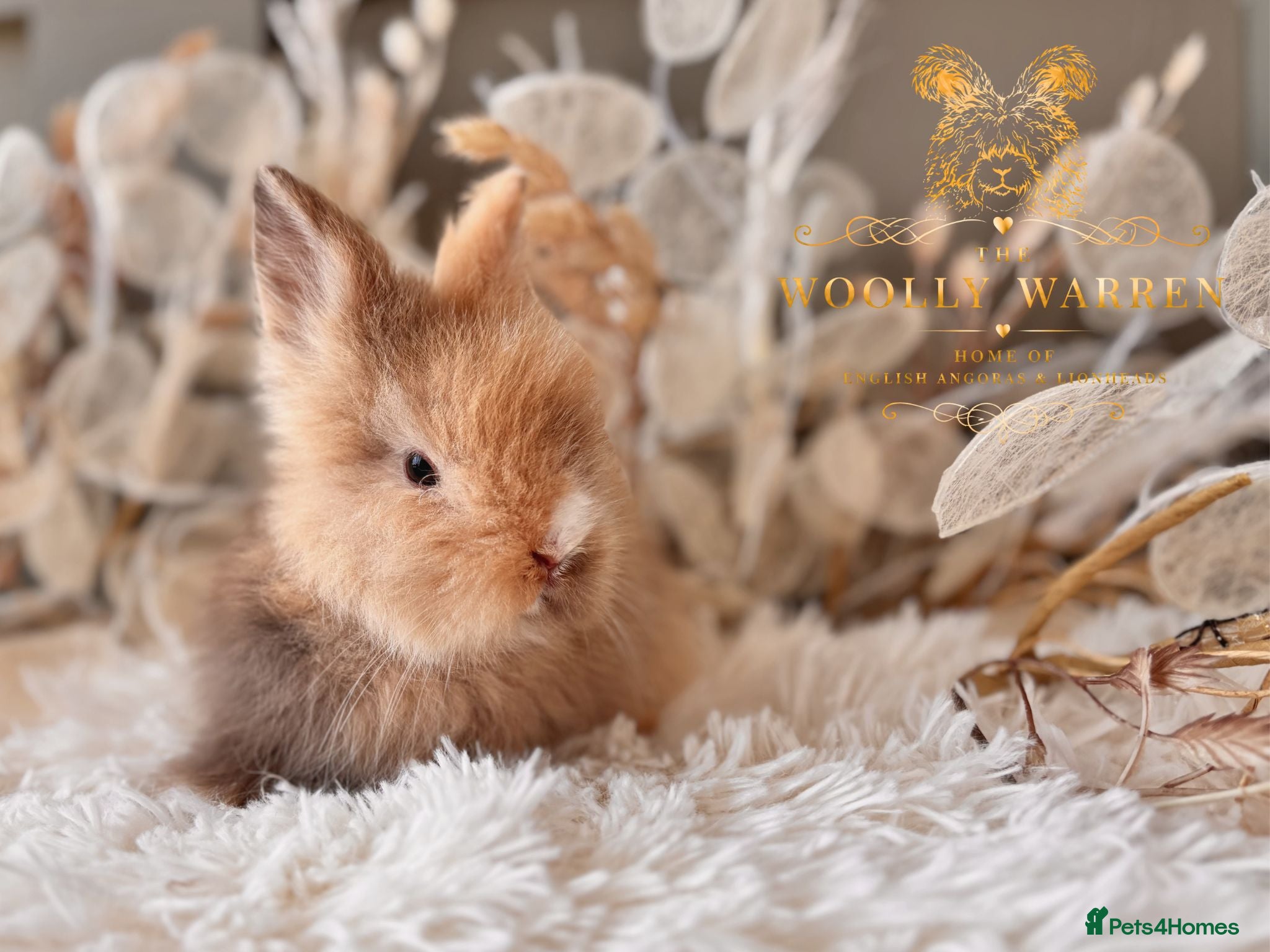 Lionhead rabbits Beautiful Fully Vaccinated Lionheads! - Advert 1