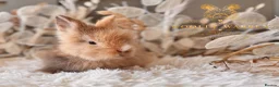 Lionhead rabbits for sale: Beautiful Fully Vaccinated Lionheads! - Advert 15