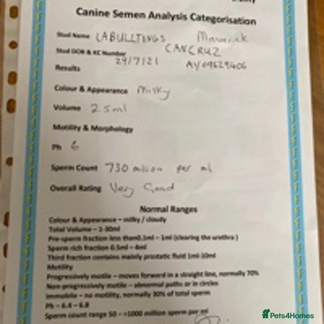 French Bulldog dogs for stud: solid lilac aa french bulldog health tested in Lincoln - Advert 12