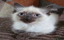 Ragdoll cats for sale:  ragdoll kittens parents gccf registered  - Image 13