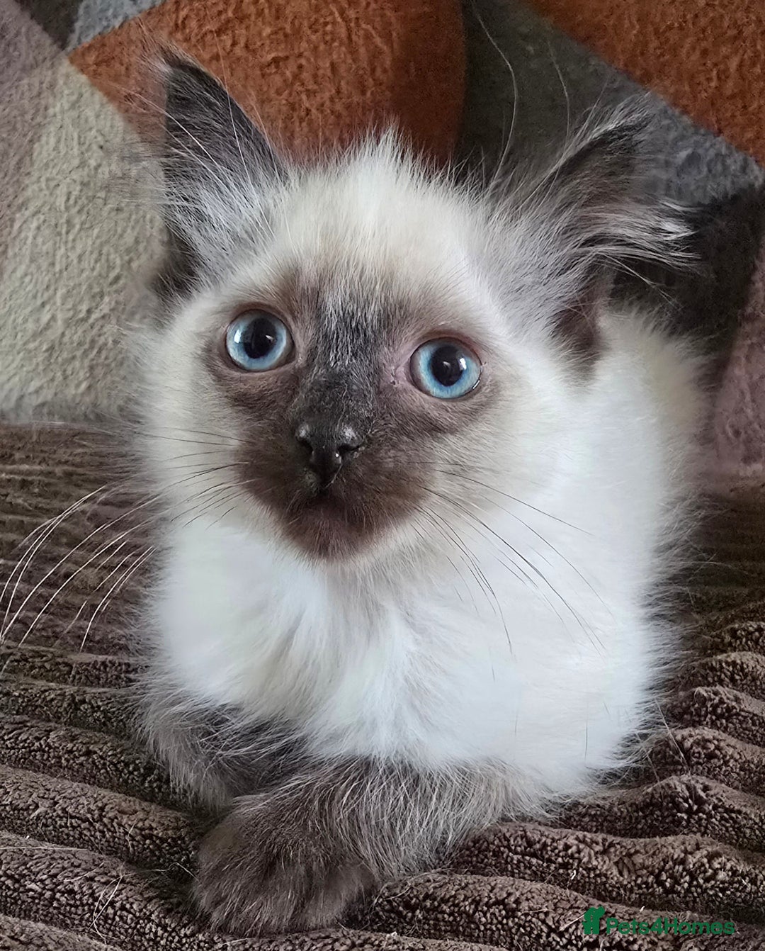 Ragdoll cats for sale:  ragdoll kittens parents gccf registered  - Image 13