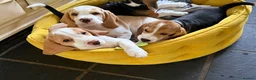Beagle dogs for sale: 10 week old Male Beagle - Advert 4