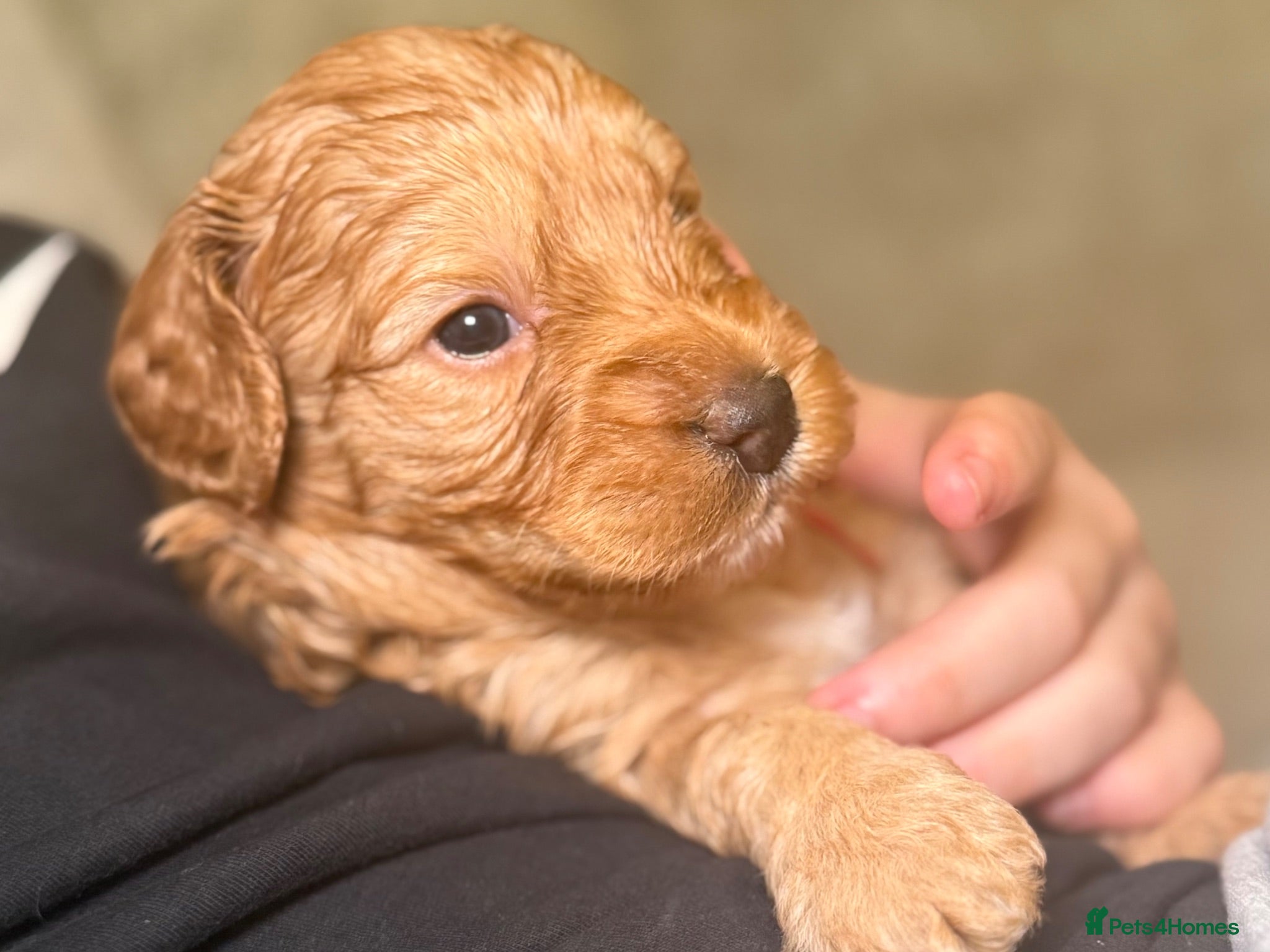 Labradoodle dogs 🐾 Health Tested F1B Mini Labradoodle Puppies 🐾 - Advert 2