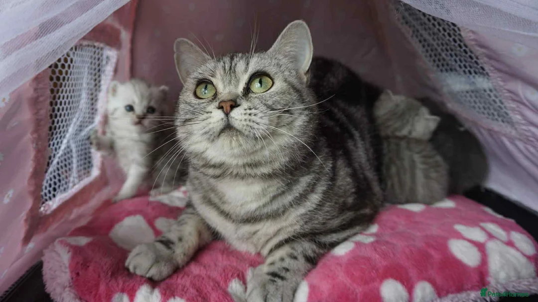 British Shorthair cats for sale: British Shorthair Silver Tabby Kittens - Advert 2