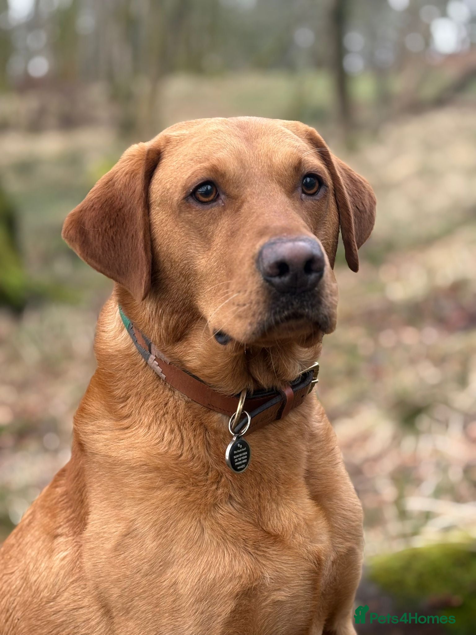 Labrador Retriever dogs John  - Advert 1